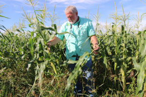 Man in a short sleeve shirt standing amongst the stalks in a corn field