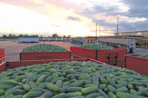 Multiple giant red buckets full of cucumbers
