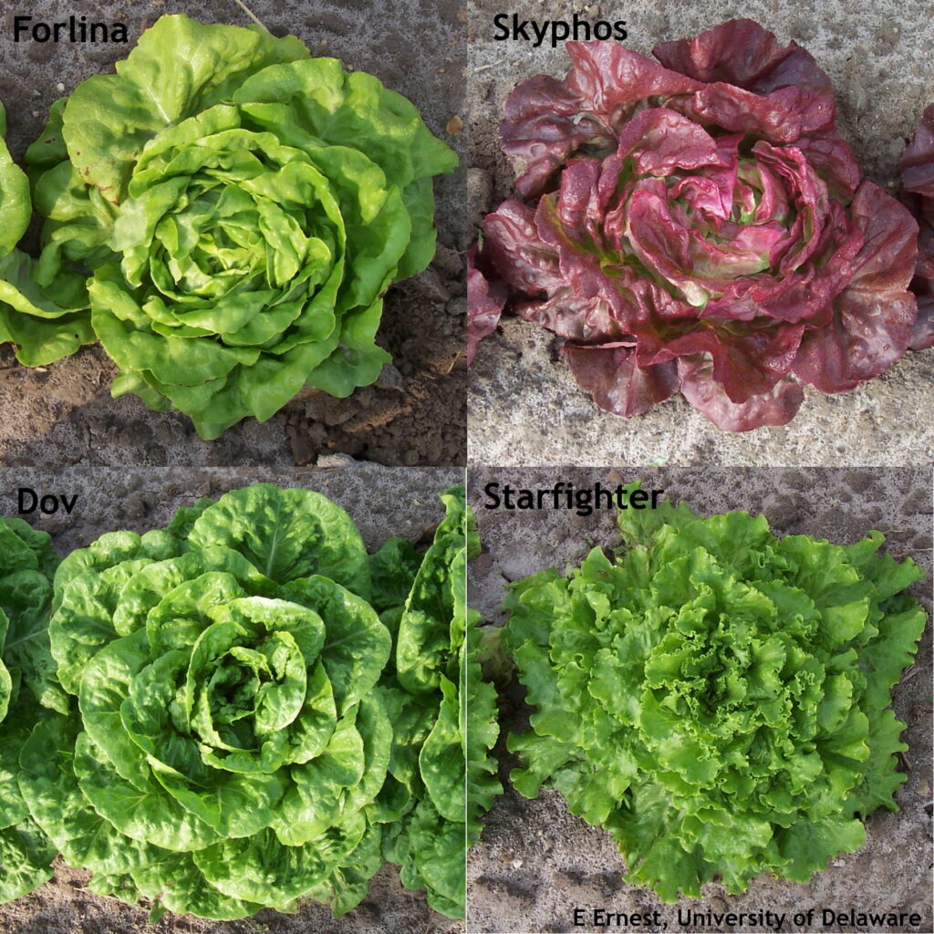 Some heat-tolerant vegetable varieties to consider