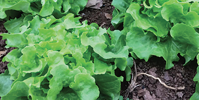 Curb lingering pests to maximize winter production