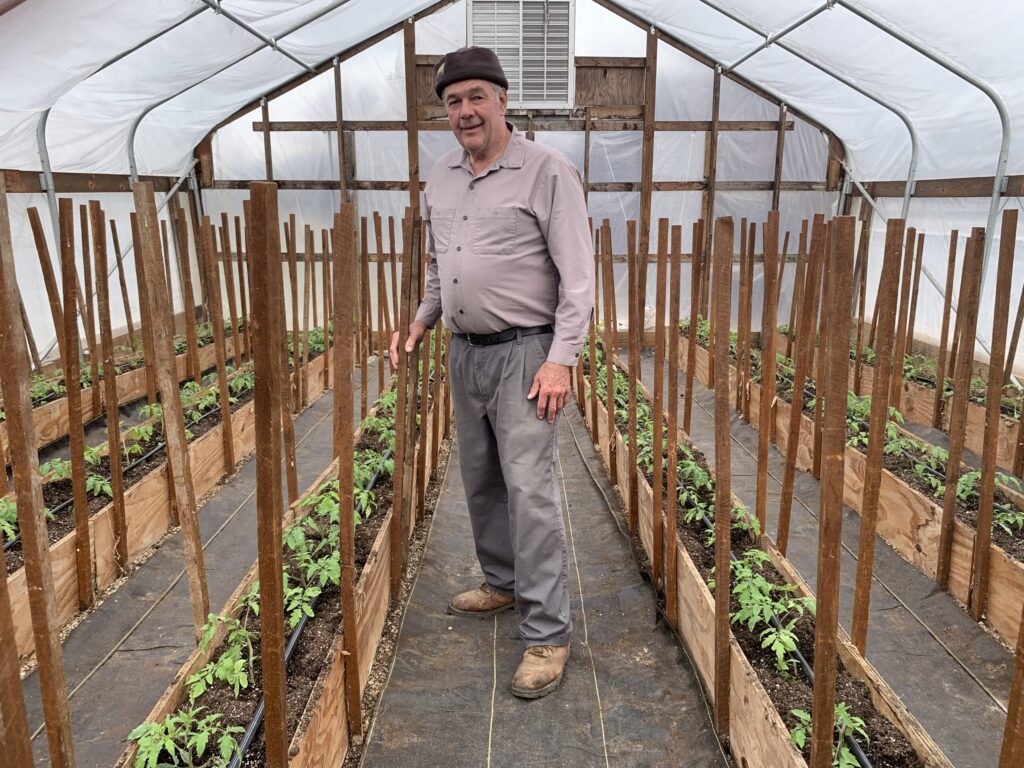 Hilltop Tom Brown-tomatoes