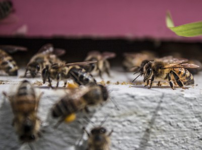 New actions to protect pollinators announced by New York state