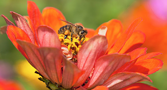 How to secure USDA funds to establish pollinator habitat on your land