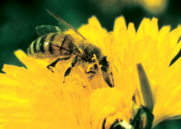 Vermont research indicates honeybees infect bumblebees through flowers
