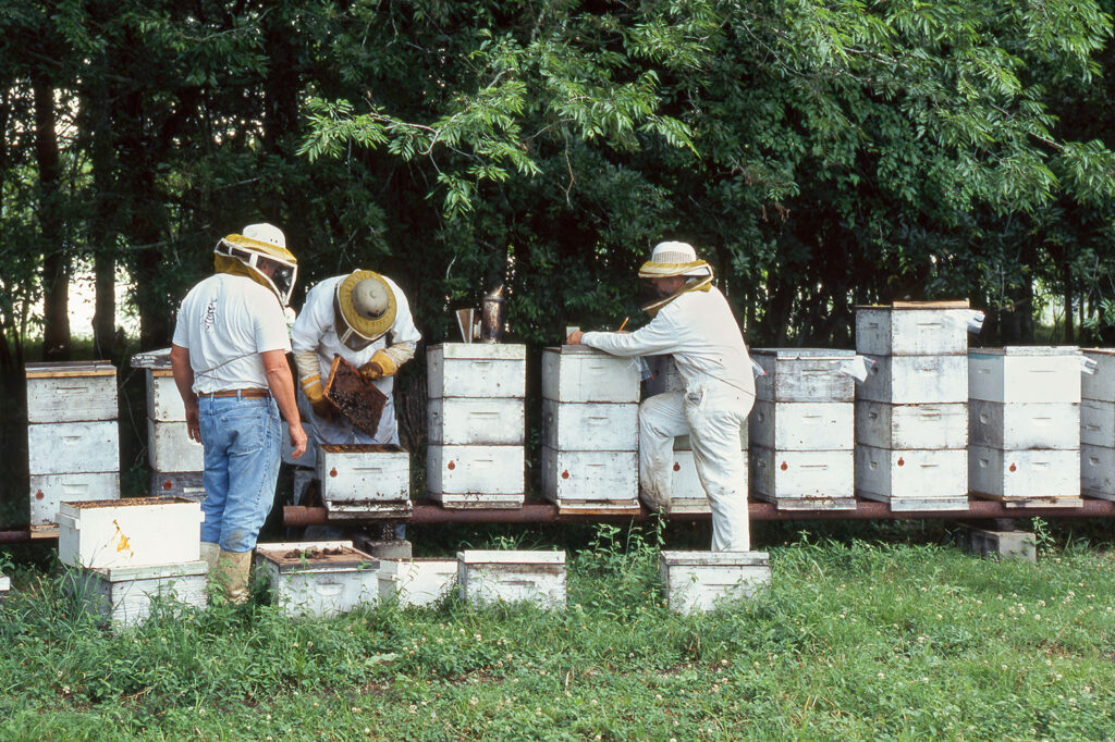 Honeybees weakened during transport linked to colony losses