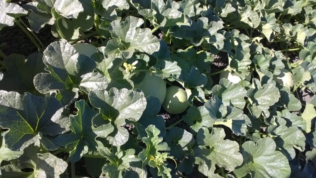 Conventional melon weed management in the Sacramento Valley