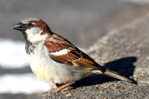 house sparrow
