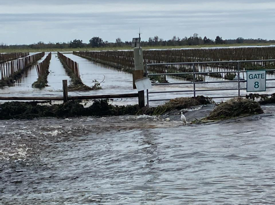 Hurricane Ian disaster assistance available to Florida growers