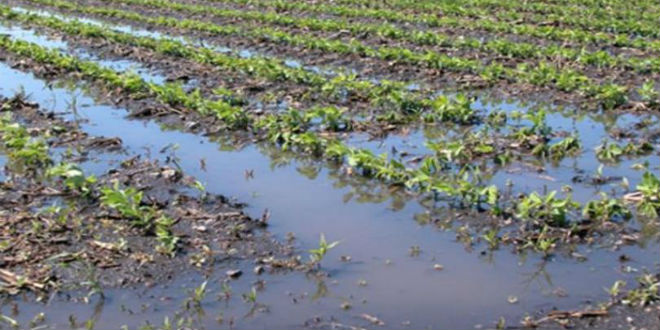 Hurricane Dorian’s impact on Florida agriculture minimal, economist says