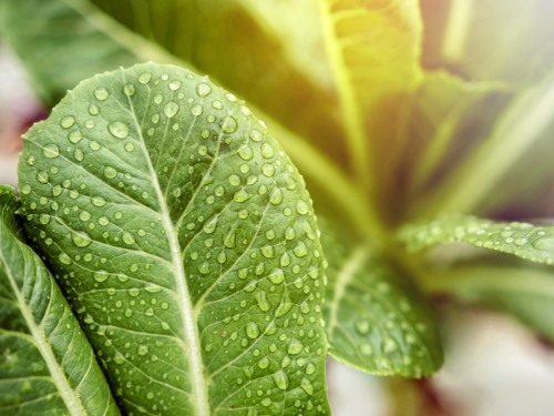 Study examines root rot in hydroponic leafy greens
