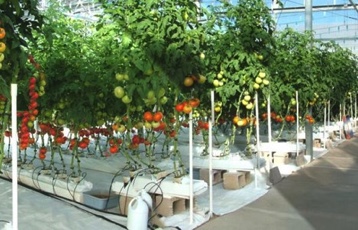 Hydroponic tomato online intensive workshop planned