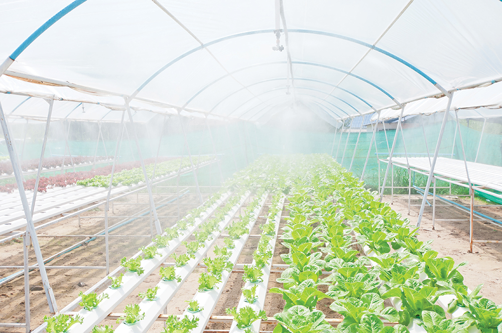 Hydroponically grown lettuce