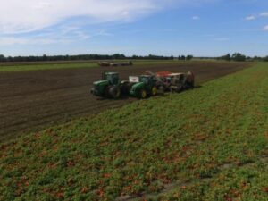 Tractors in a field of tomatoes
