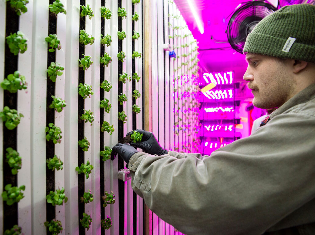 Square Roots grower Elias Zimmer transplants basil plants.