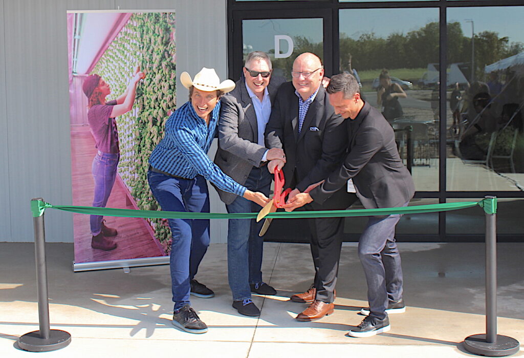 Container-grown greens go commercial