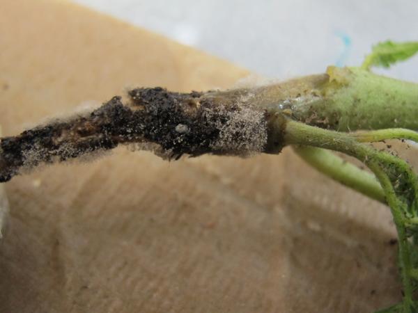 NC State’s Plant Breeding Consortium sets International Plant Breeding series