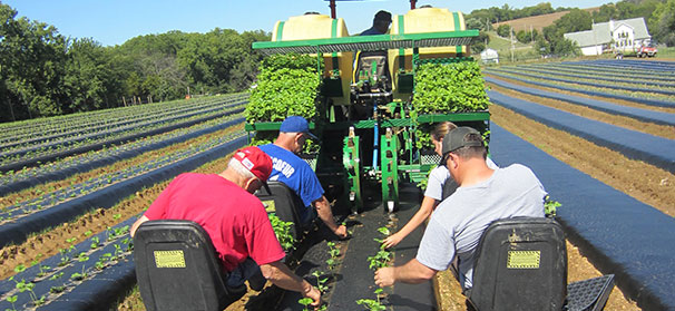 Plastic aids strawberry growth in Kansas