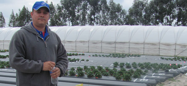 Florida strawberry experiments conserve water