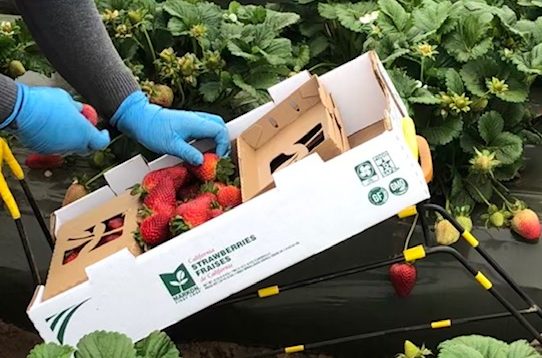 California Giant tests cardboard clamshell packaging