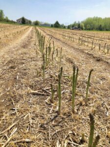 Michigan asparagus
