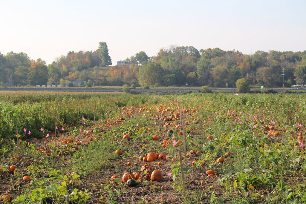 Stokes Seeds acquires Siegers Seed