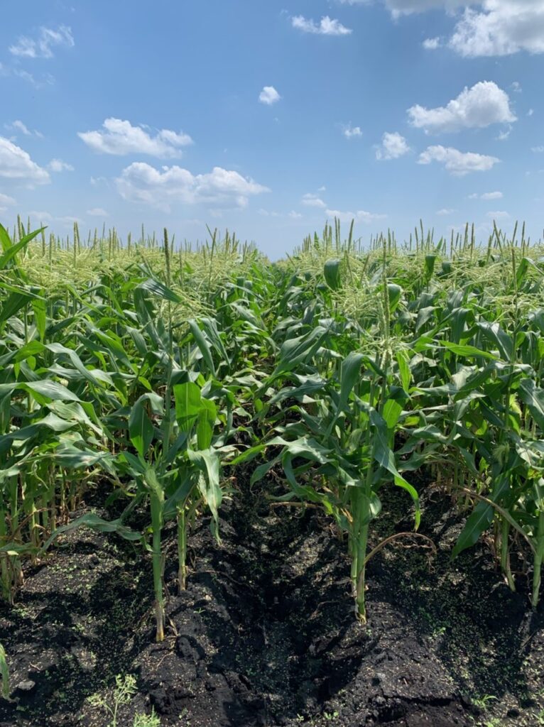 High tech helps UF breed tastier sweet corn