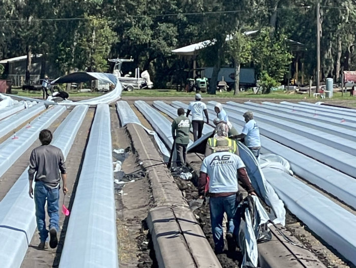 Growers assess Hurricane Ian damage