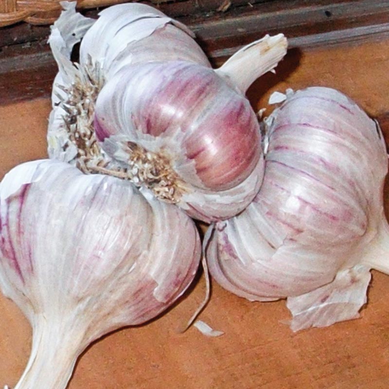 Efforts made to revive Inchelium Red garlic in Washington state