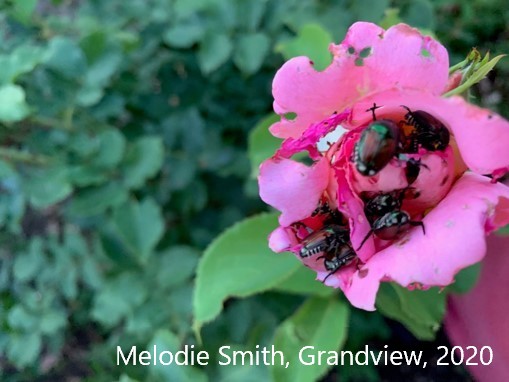 Destructive, invasive Japanese beetle subject of Washington state plea for help