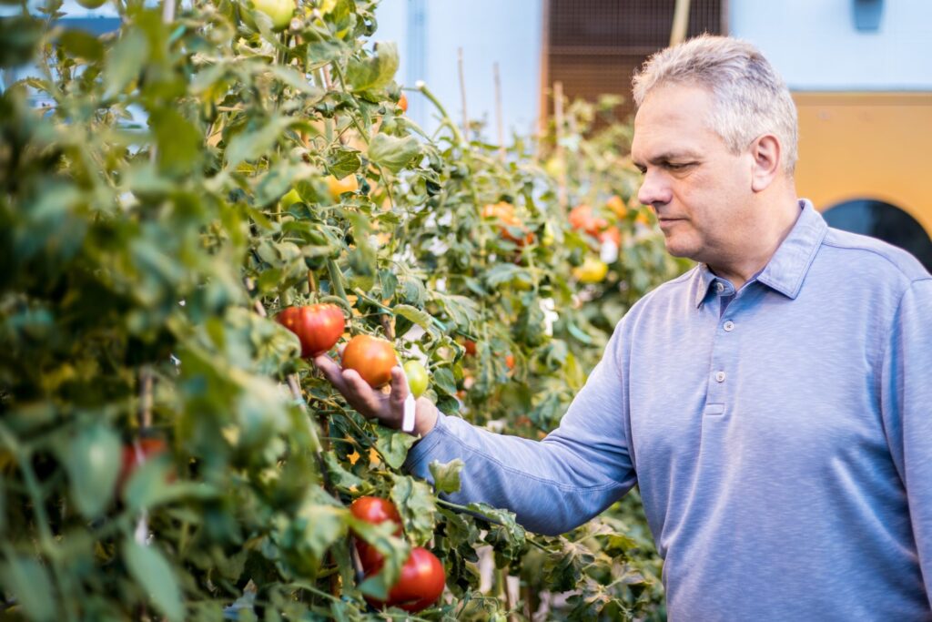 New gene could help improve tomato flavor and shelf life