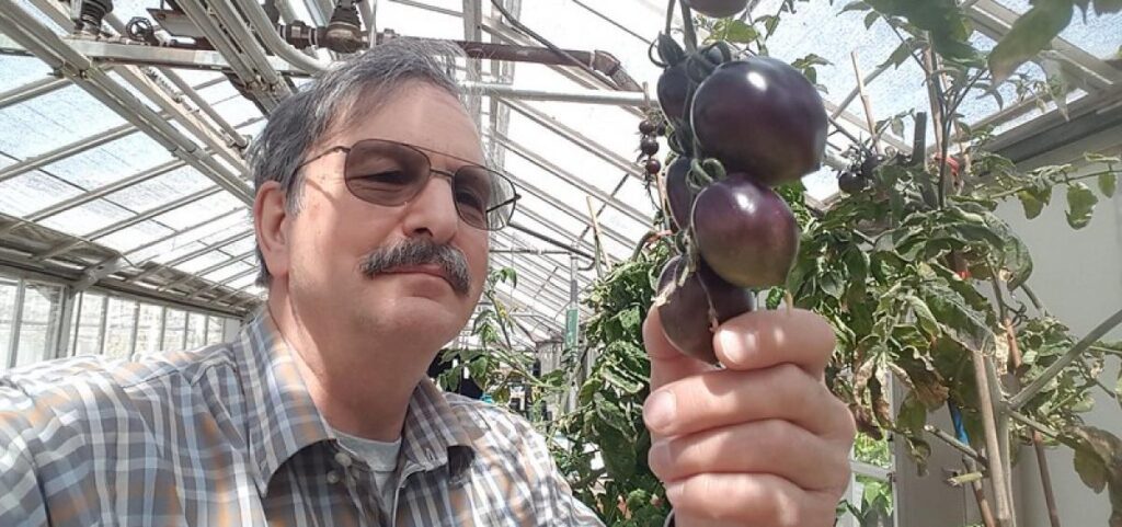 Oregon State University releases new, antioxidant-rich purple tomato