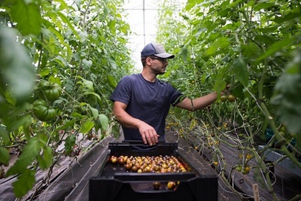 Iowa High Tunnel Short Course to highlight production and management