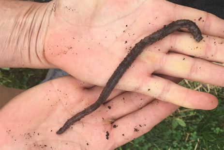 Pennsylvania agriculture finds another harmful pest in its midst