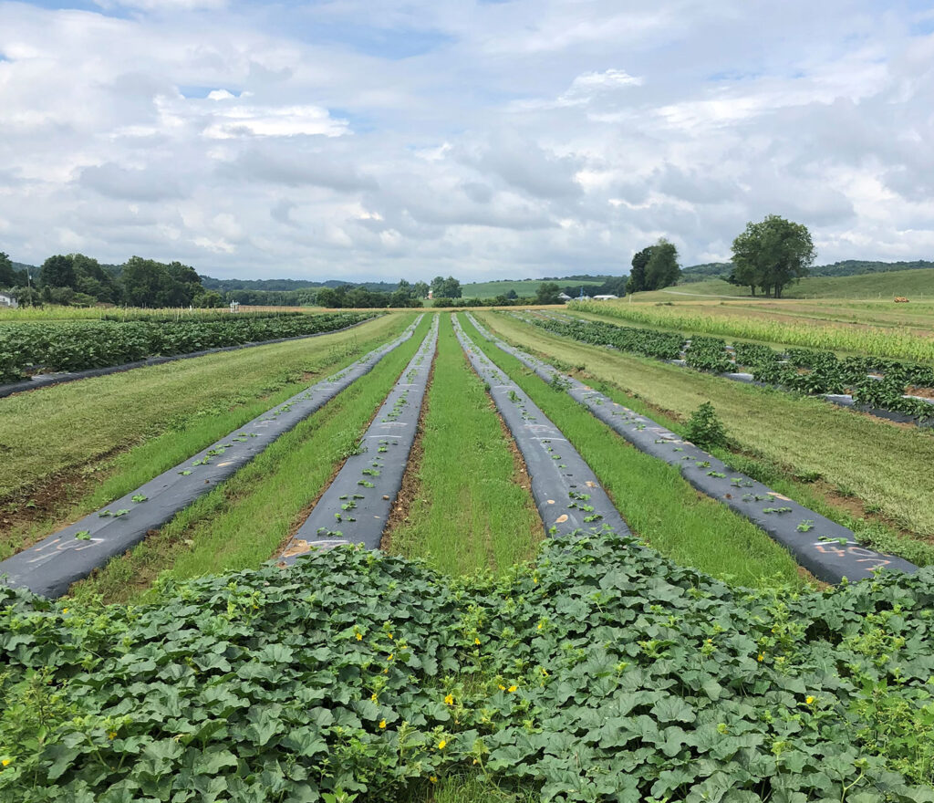 When to switch from black to white plastic mulch