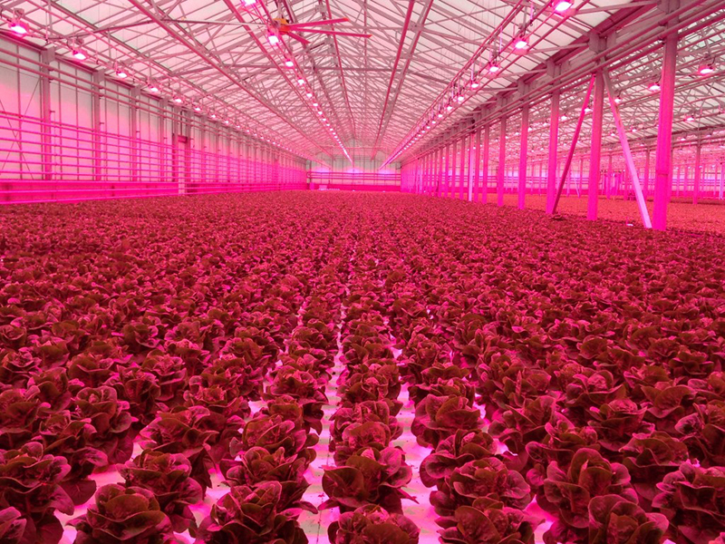 Smarter energy usage is key to a greener future – including greenhouses