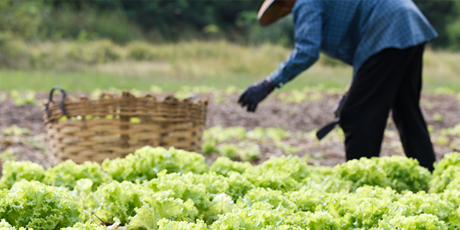 H-2A nonimmigrant visa program pact signed by DOL, Guatemala