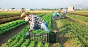 Farm Bureau study: H‐2A use hits record levels