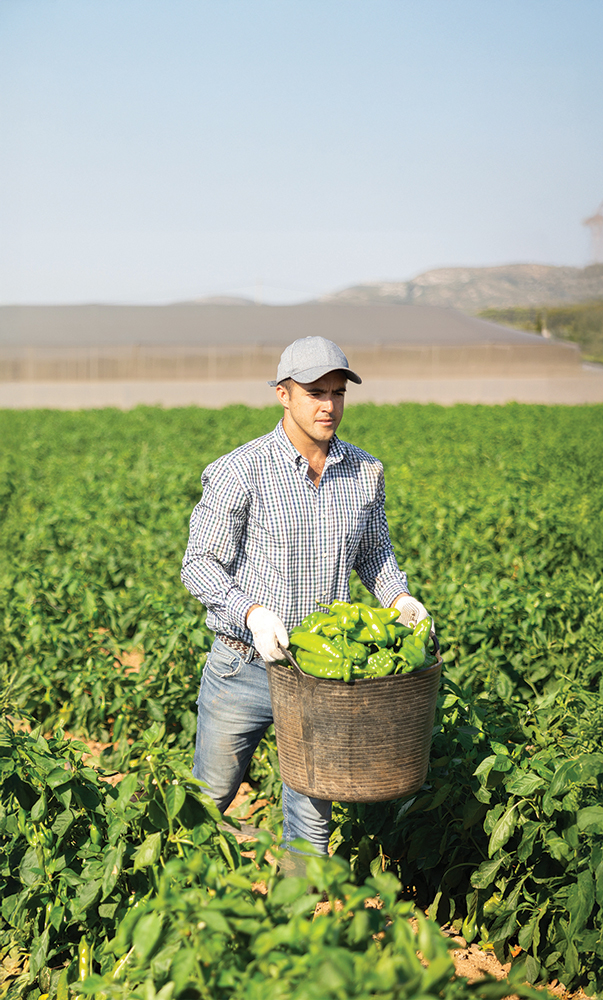 labor-H-2A AEWR rates issue labor farmworker farm worker harvesting