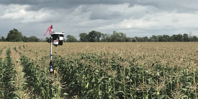 Laser scarecrows: A high-tech solution for protecting crops from birds