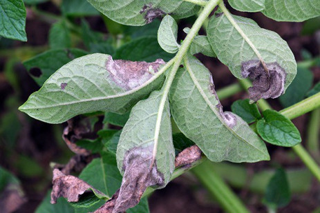 Disease concerns surface in Pennsylvania vegetable crops
