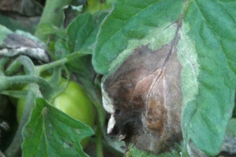 Late blight confirmed in southwestern New York