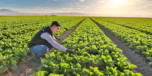 LGMA endorses pre-harvest testing to reduce foodborne illness outbreaks