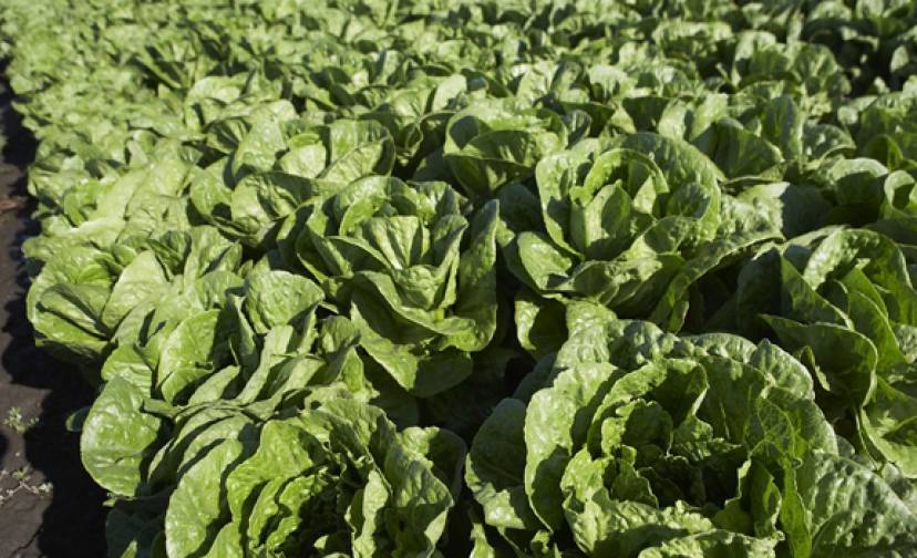 Leafy greens group responds to report identifying foodborne illness source