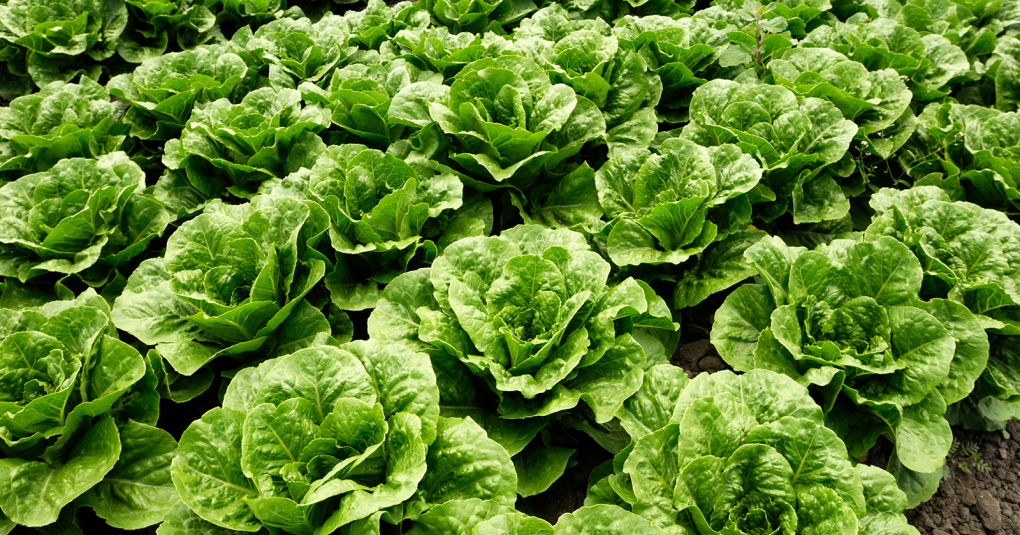 Enza Zaden releases lettuce varieties with downy mildew resistance