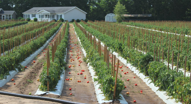 US growers, Mexican tomato importers spar over trade