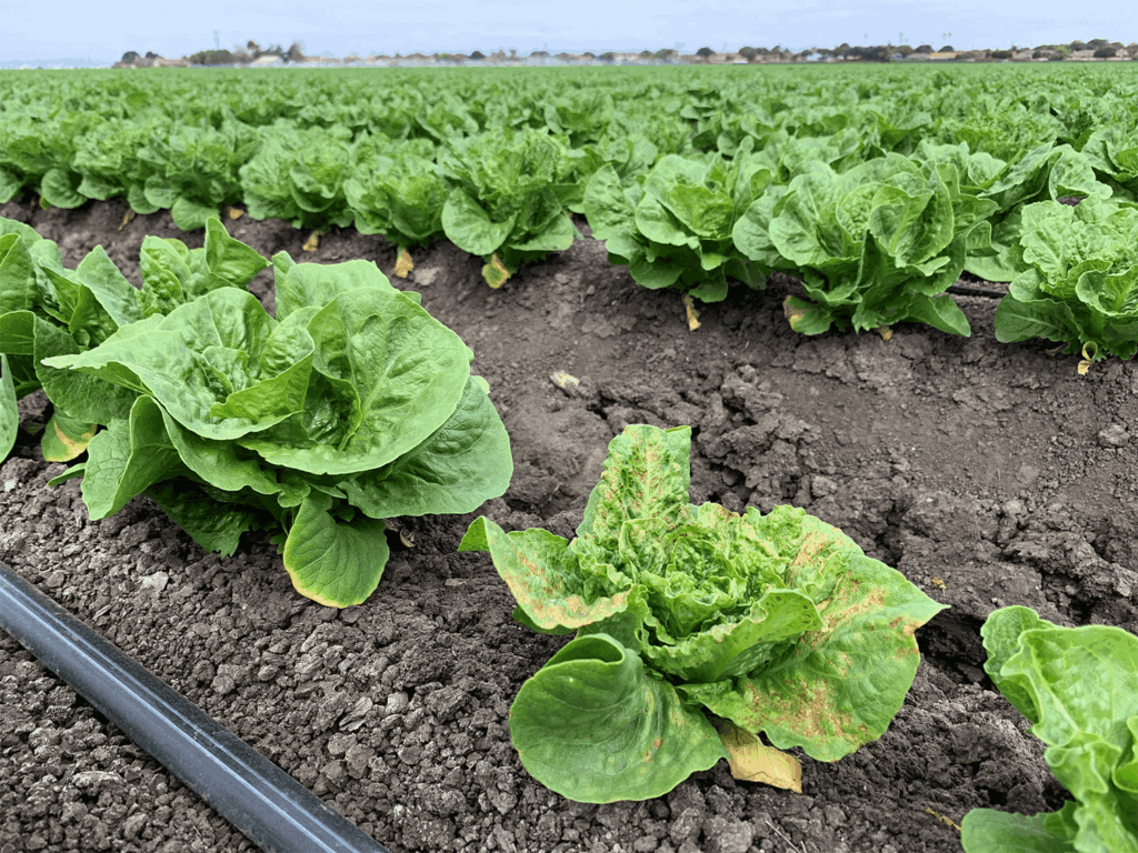 Lettuce growers hope weeding, research can counter devastating plant virus