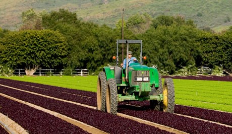 Romaine lettuce outbreak tied to irrigation canal