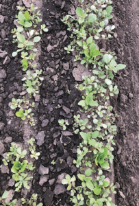 Lettuce overrun with purslane
