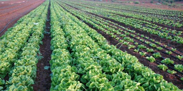 PMA, United Fresh react to LGMA revisions to ag-water standards