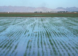 Switch to new irrigation system depends on future droughts